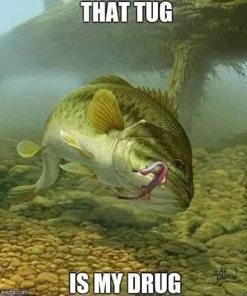 Bass Fishing