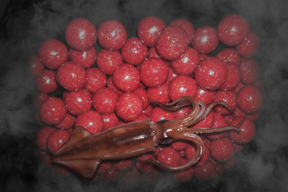 Squid 🦑 Feeding Boilies (freezer) 1KG
