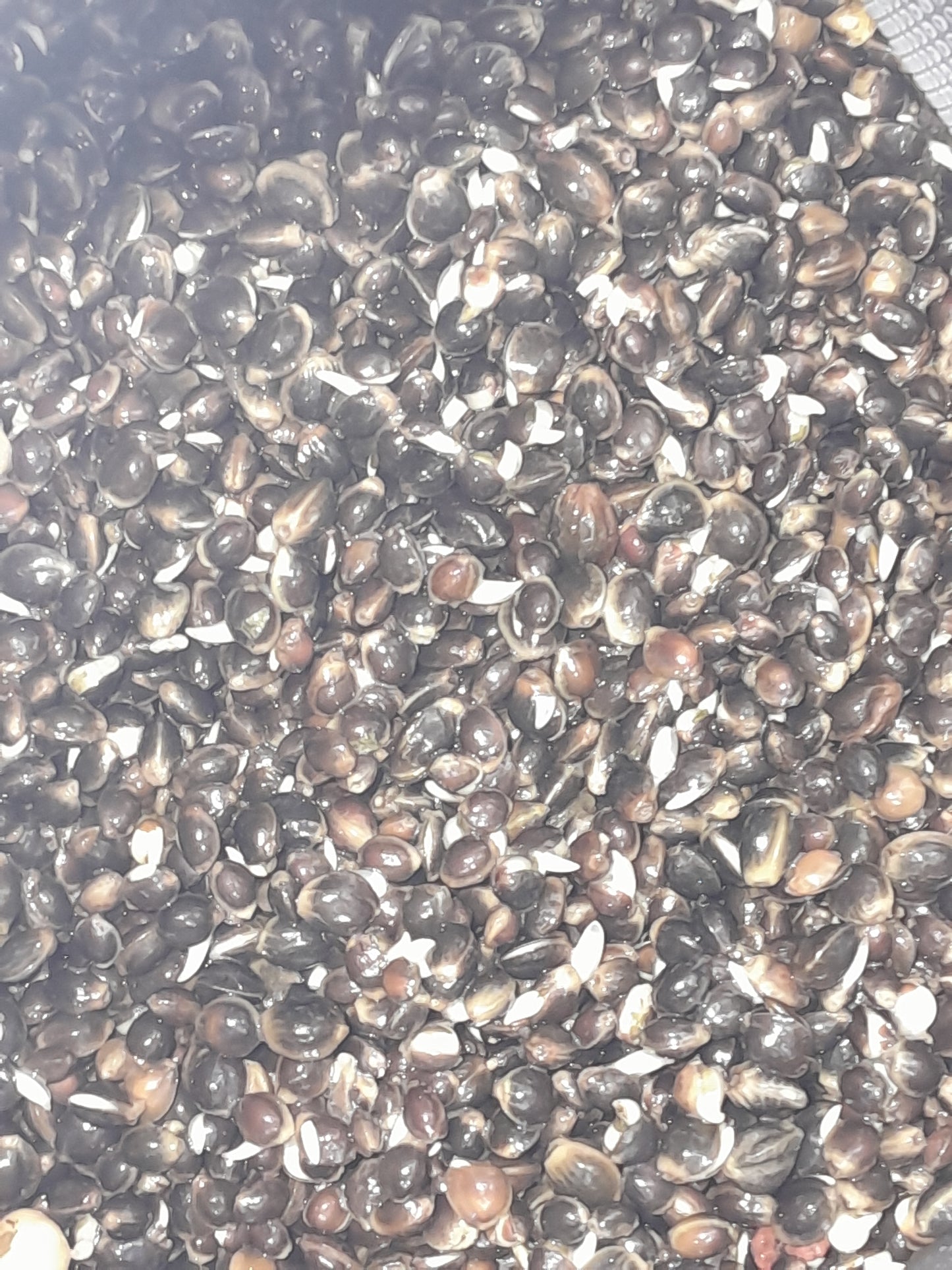Hemp seed 1KG (uncooked)