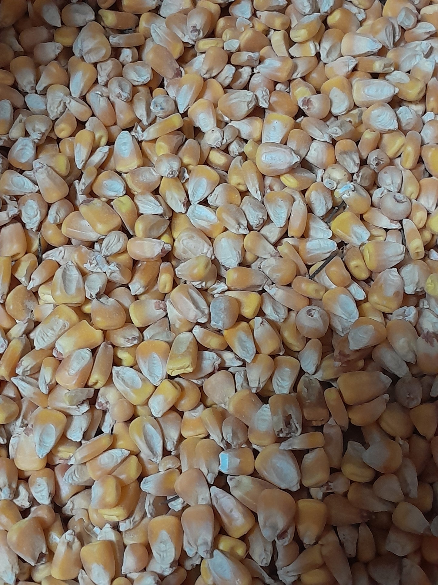 Yellow Maize 1KG
