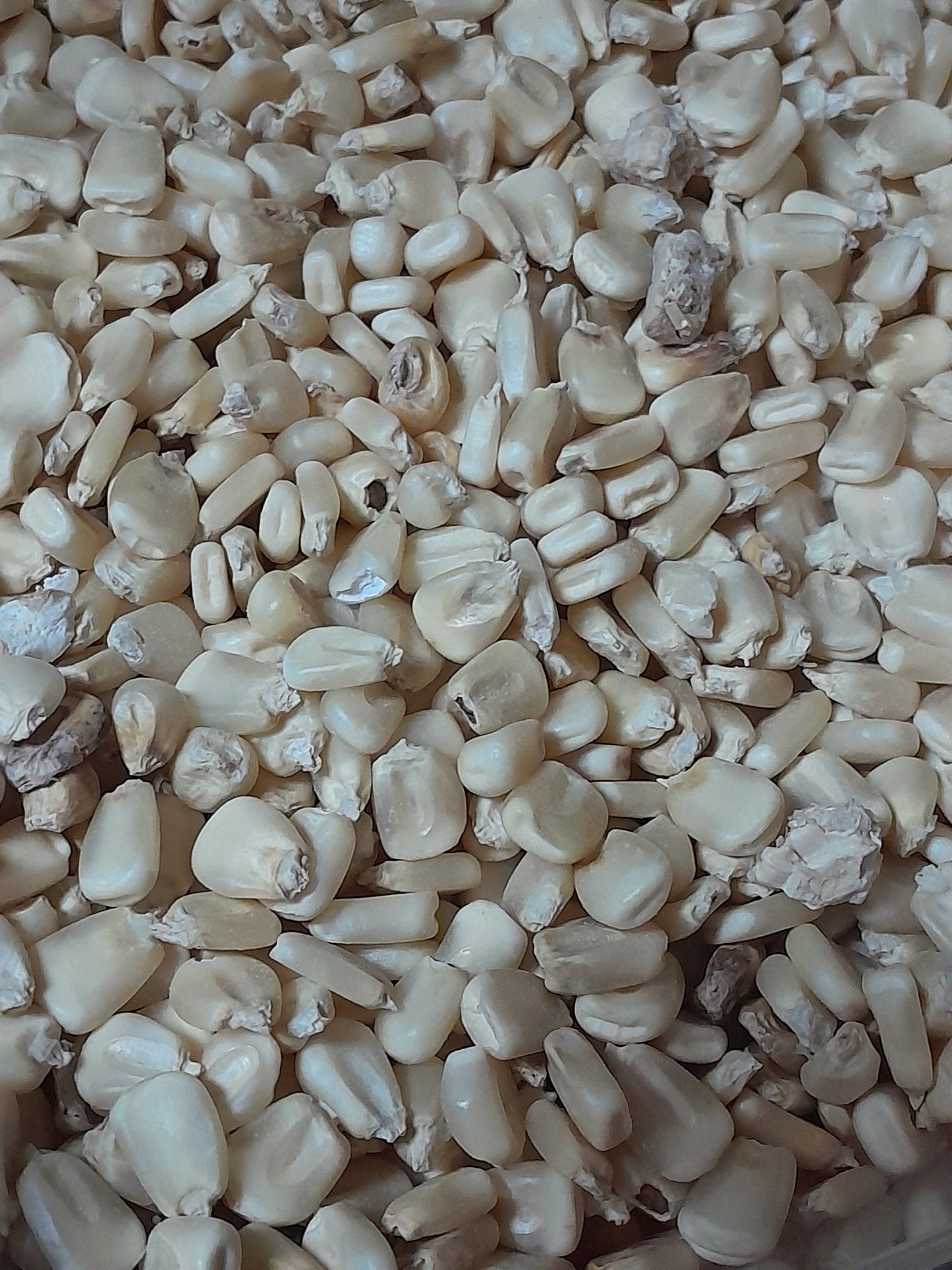 White Maize